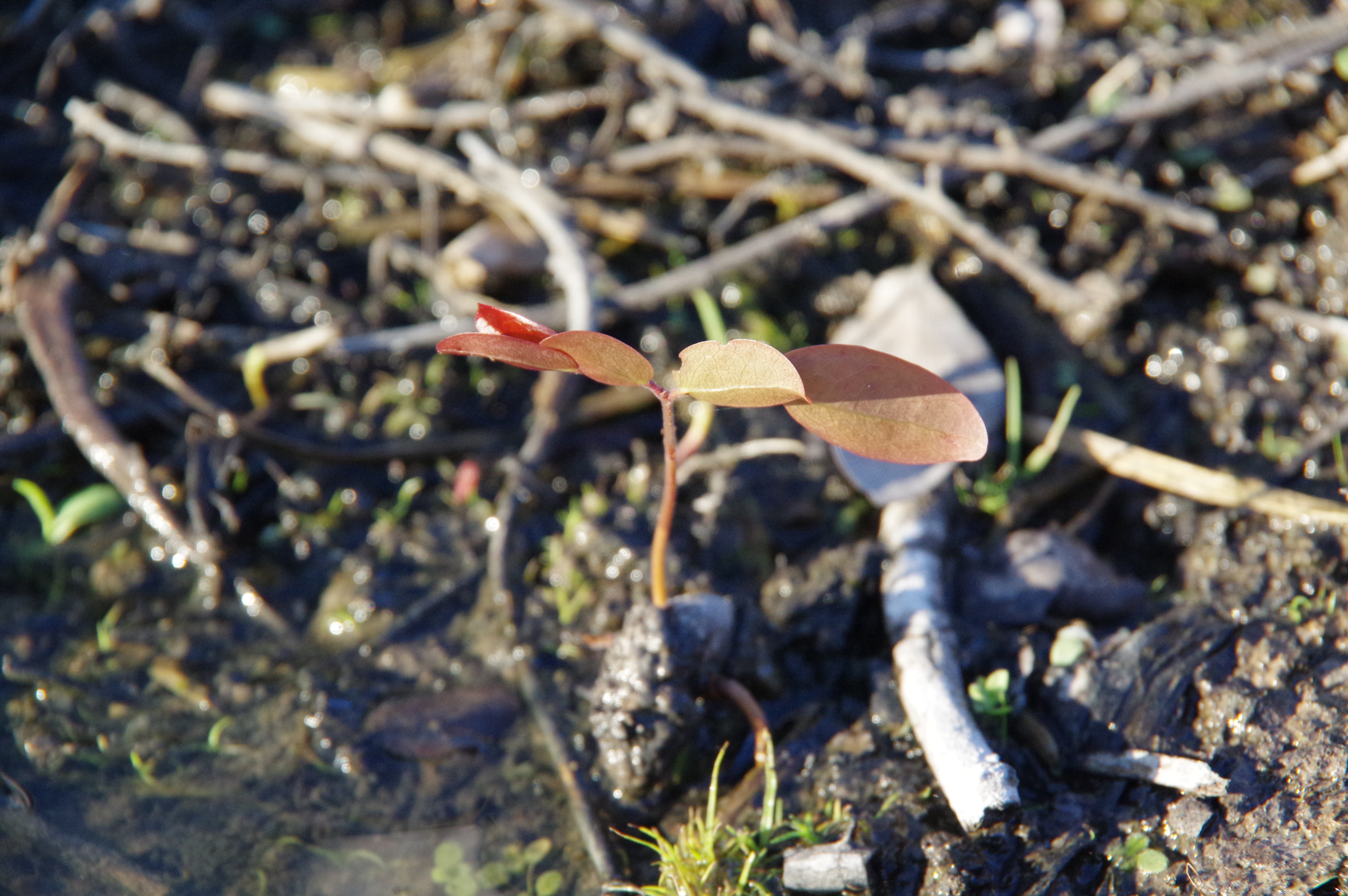 A small tree seedling emerging from the wet soil