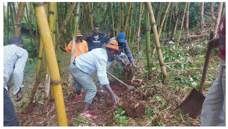 Bamboo stand training participants in action uprooting the dead stump and creating space for the new shoots.