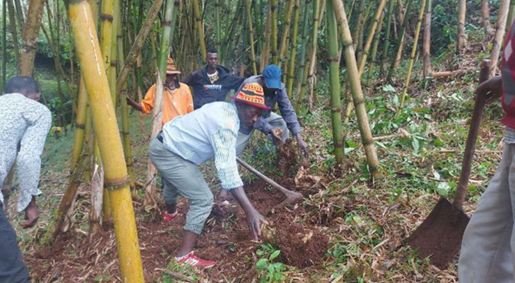 Bamboo stand training participants in action uprooting the dead stump and creating space for the new shoots.