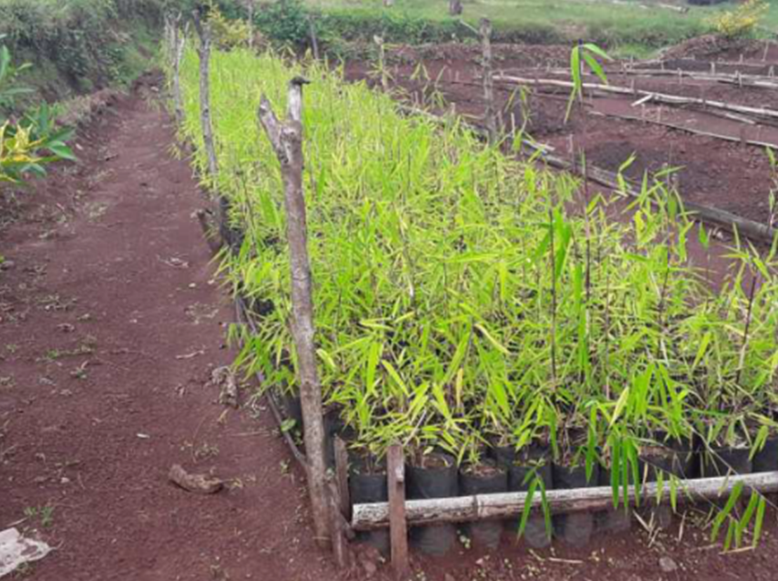 Bamboo seedlins in nursery.