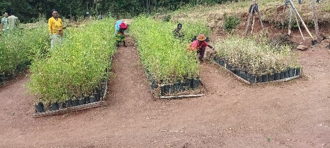 Beneficiaries working in a bamboo nursery.