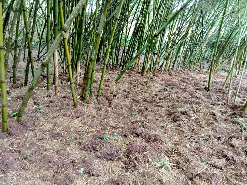 Bamboo plantation/stand.