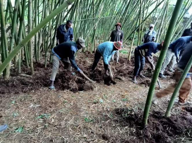 Trainees working in bamboo stand.