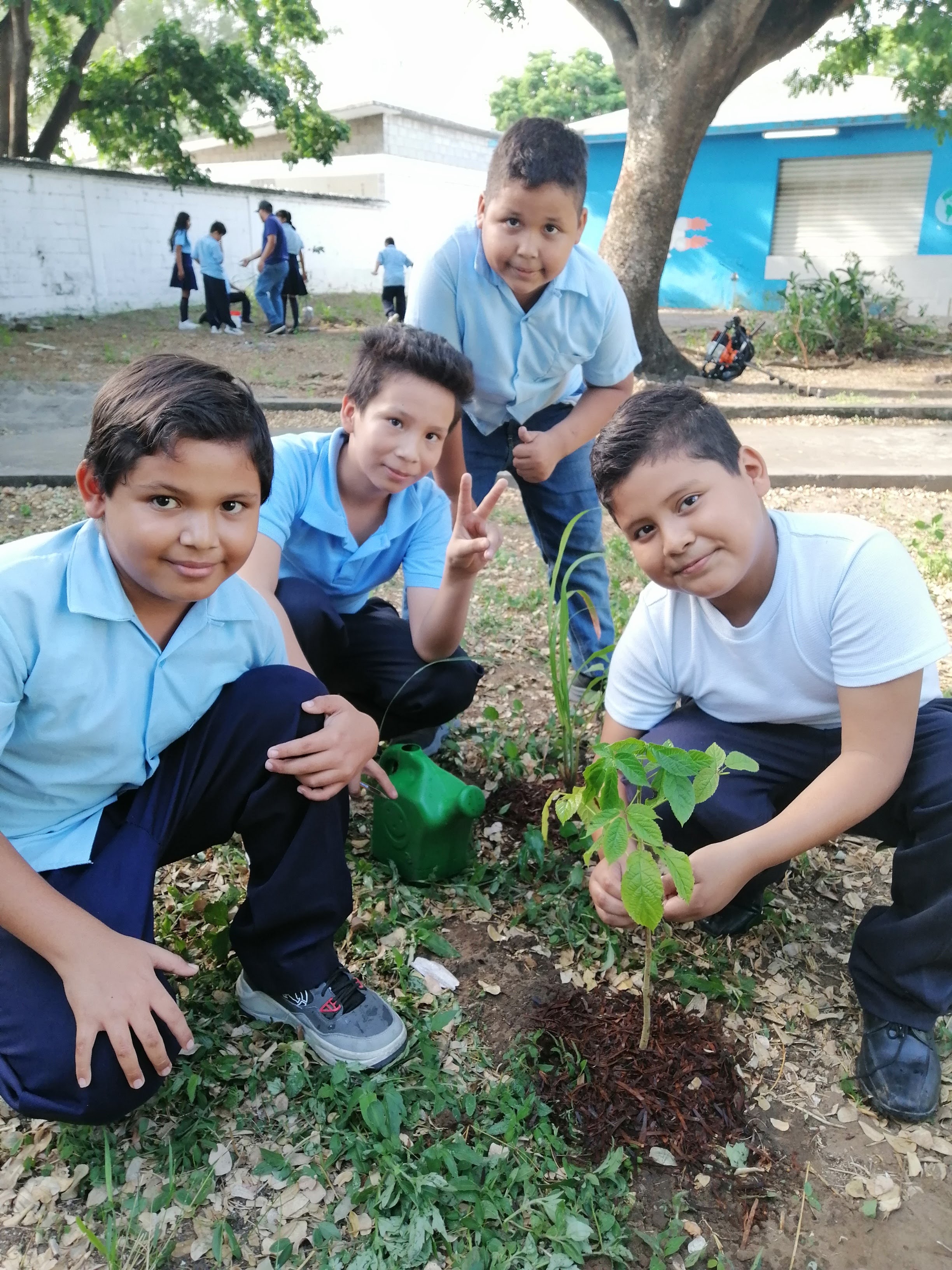 Actividades de reforestación escolar