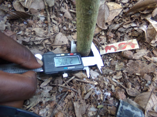 Monitoring of planted seedlings for restoration and conservation purpose