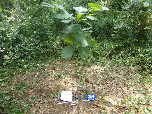 Monitoring of planted seedlings for restoration and conservation purpose