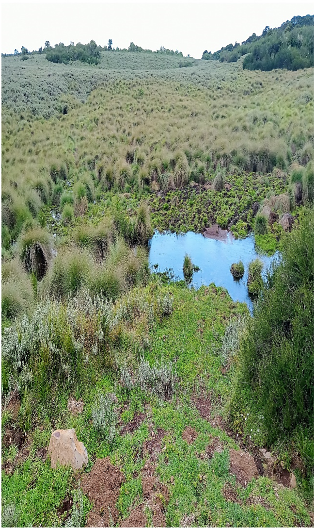 Aberdare moor land