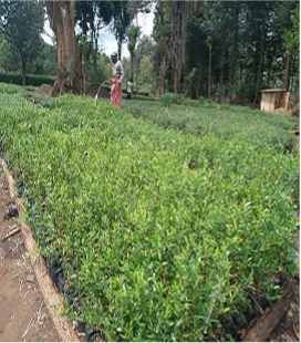 A community tree nursery at North Kinangop Forest station    