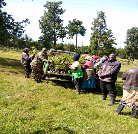 Loading seedlings for transportation to planting site at South Kinangop Forest Station by CFA and KFS staff