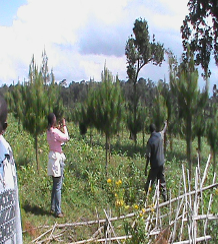 Intercropping maize with trees on a forest restoration site