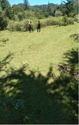 A degraded Forest site in Aberdare