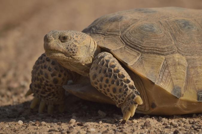 Tortuga del Bolsón 