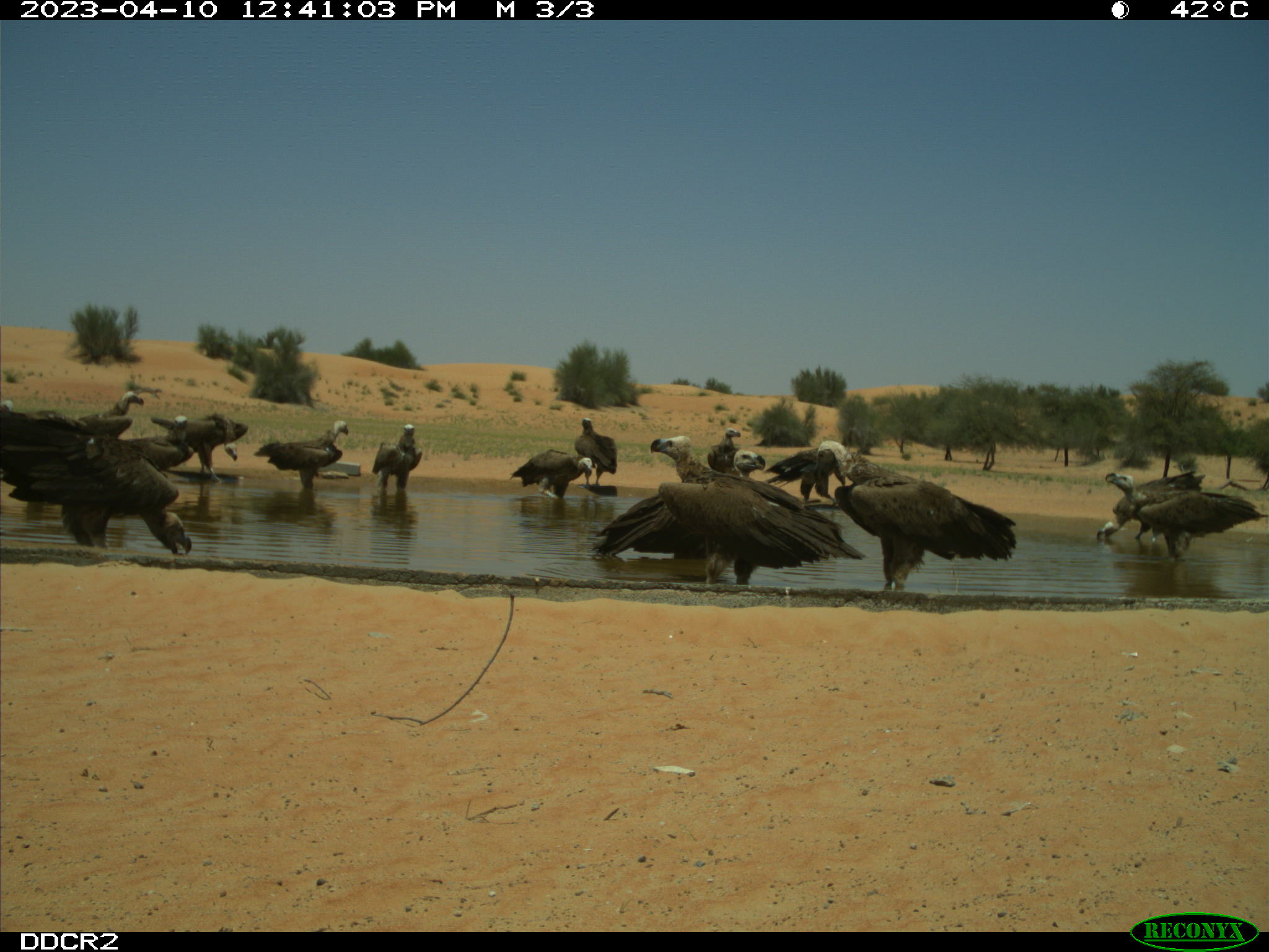 Group of Lappet-faced Vultures, Torgos tracheliotus, recorded by camera trap