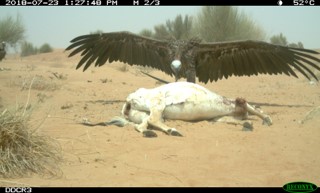 Lappet-faced Vulture, Torgos tracheliotus, recorded by camera trap at oryx carcass