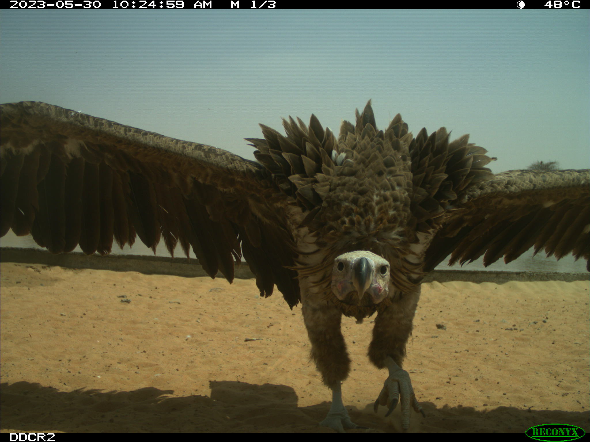 Lappet-faced Vulture, Torgos tracheliotus, recorded by camera trap up close