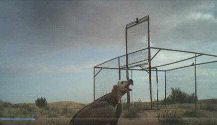 Lappet-faced Vulture, Torgos tracheliotus, recorded by camera trap infront of Vulture Capturing Cage