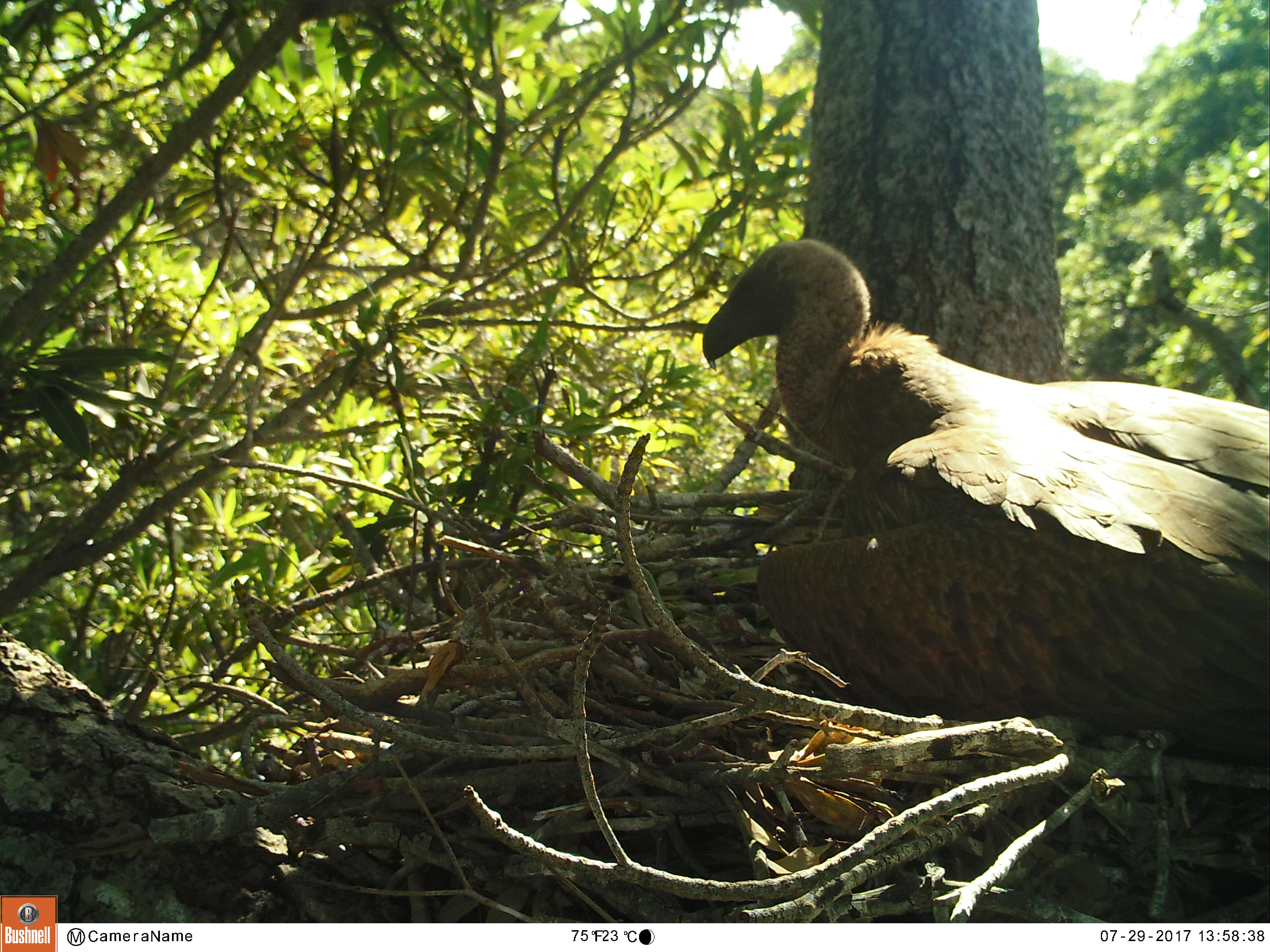 White-backed Vulture