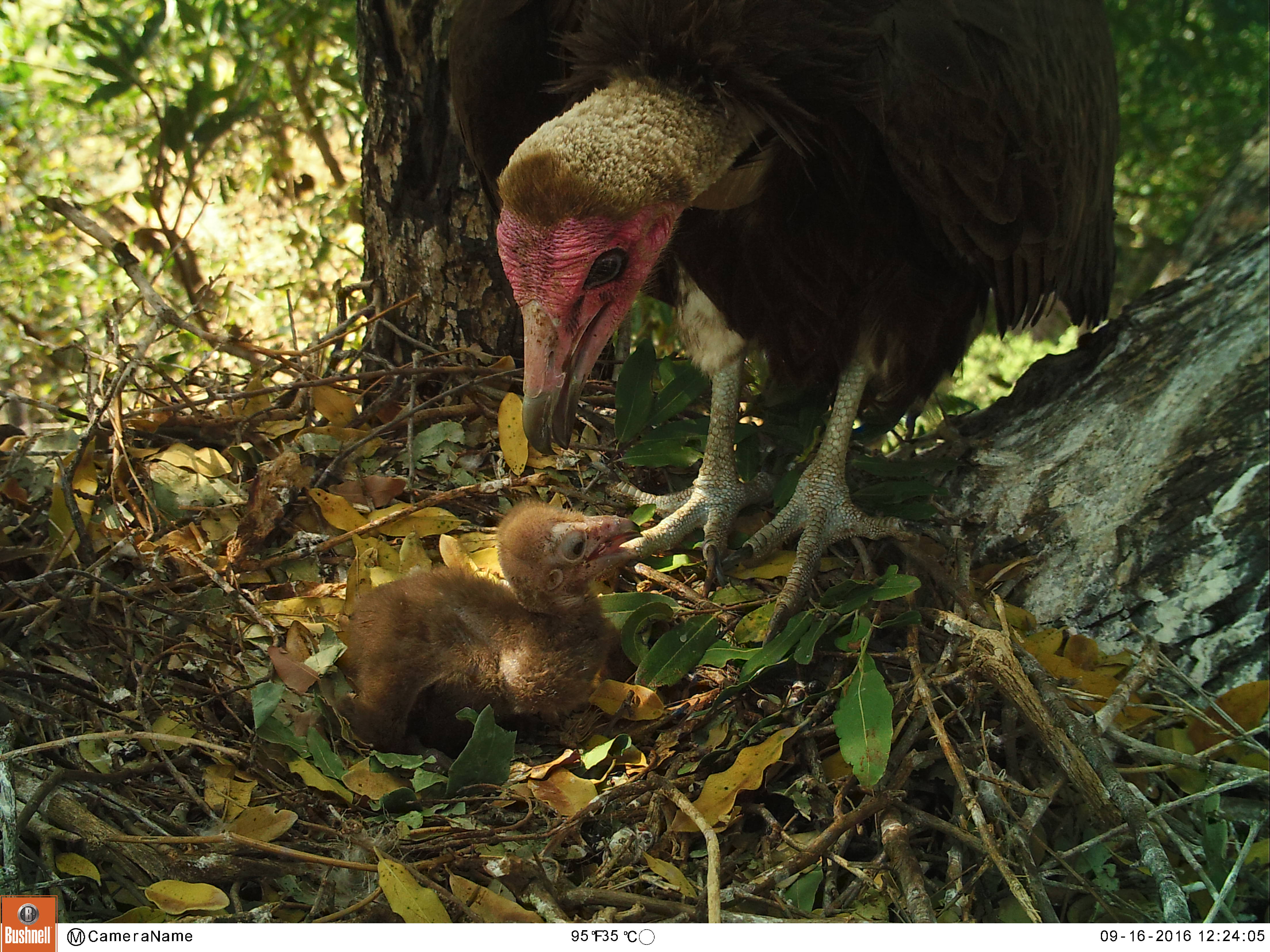 Hooded Vulture