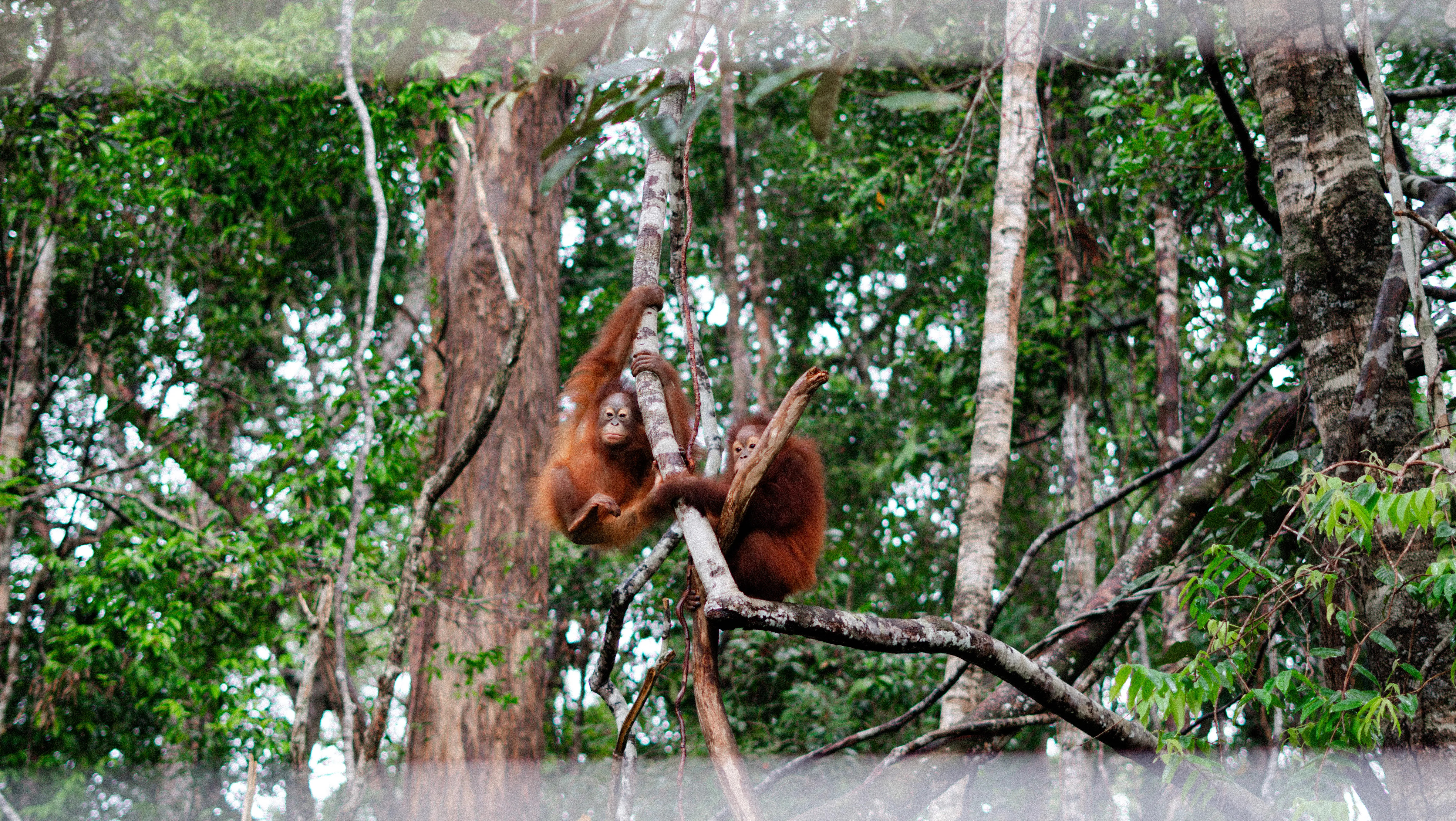 Orangutan