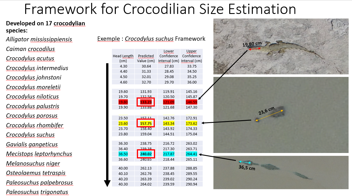 Allometric Framework for Crocodilian Size Estimation