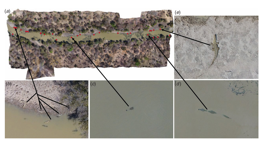 Crocodile counts and mapping from drone photos