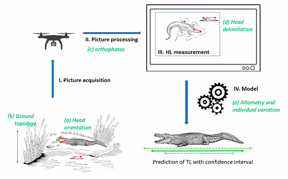 Estimating total length of crocodylians from drone-captured images by using a model 