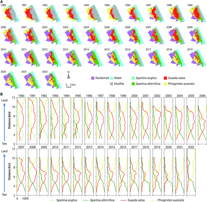 Vegetation classification results based on the reconstruction of phenological feature time series. (A) Spatiotemporal patterns of vegetation distribution from 1990 to 2022. (B) Observed percent vegetation cover along the sea–land gradient from 1990 to 2022.