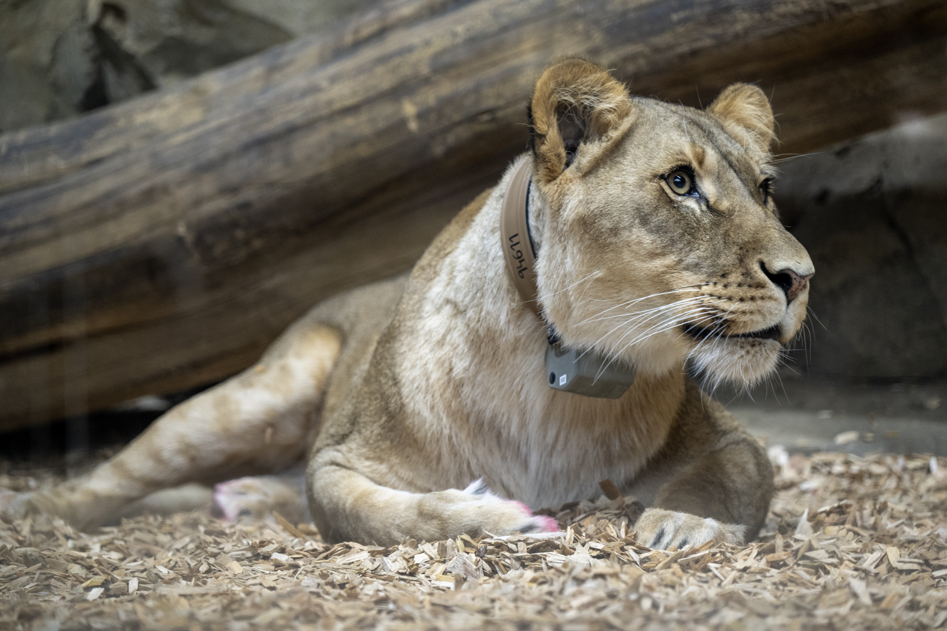 A collared lioness in the Zoo Berlin to record training data for AI development