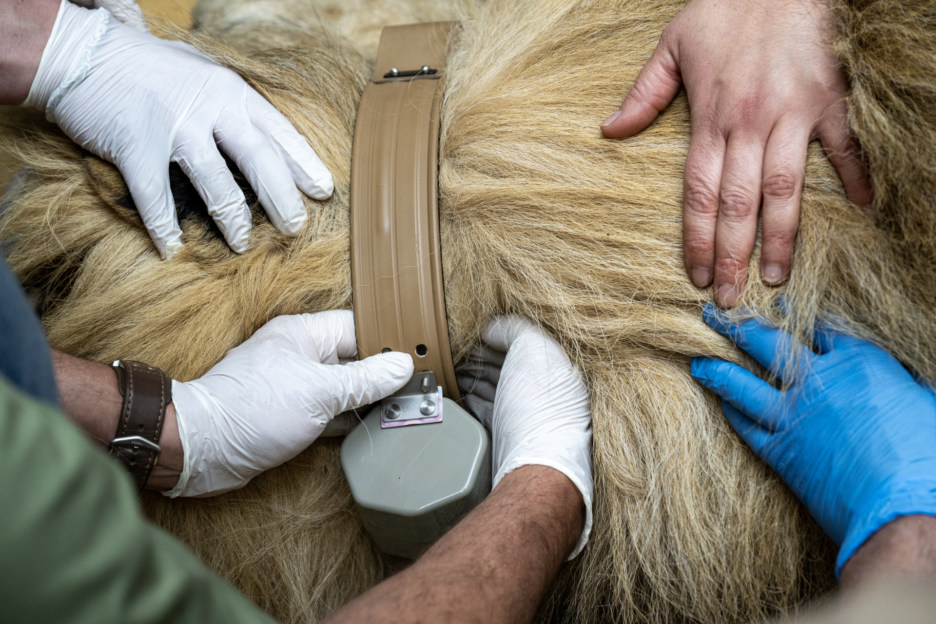 Collaring a lion in the Zoo Berlin to record training data for AI development