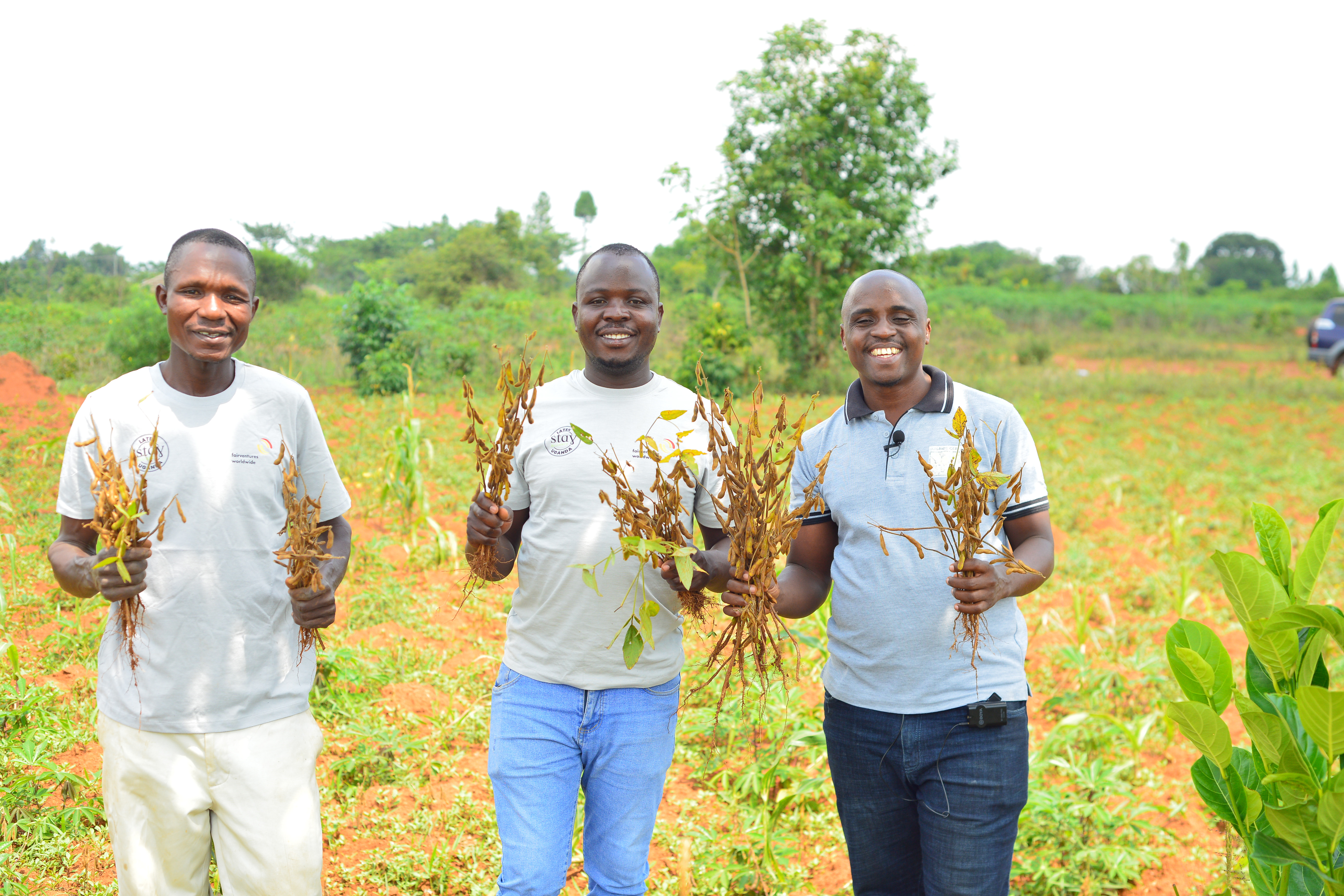 CASH CROP HARVEST