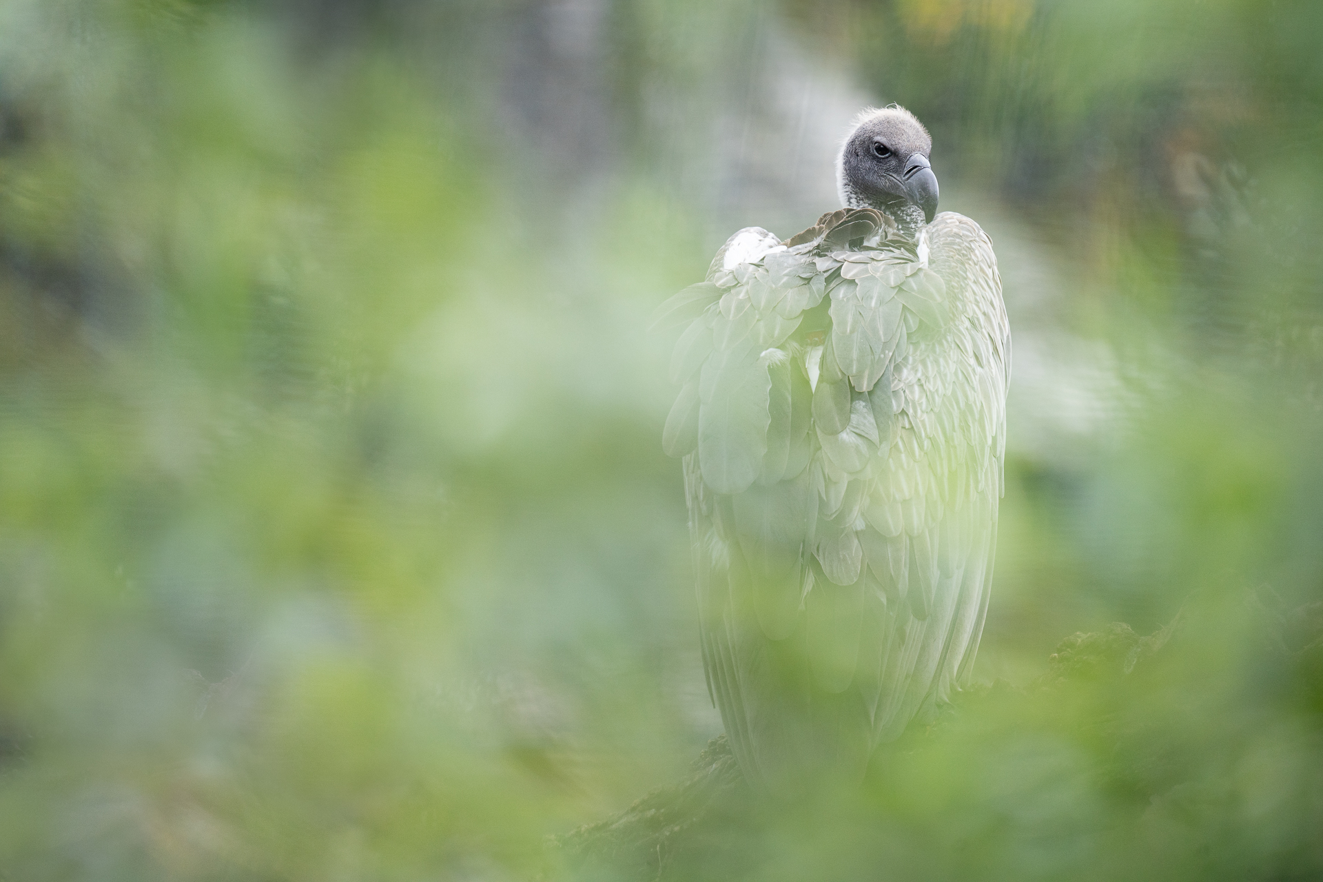 A white-backed vulture in the large aviary of the Tierpark Berlin