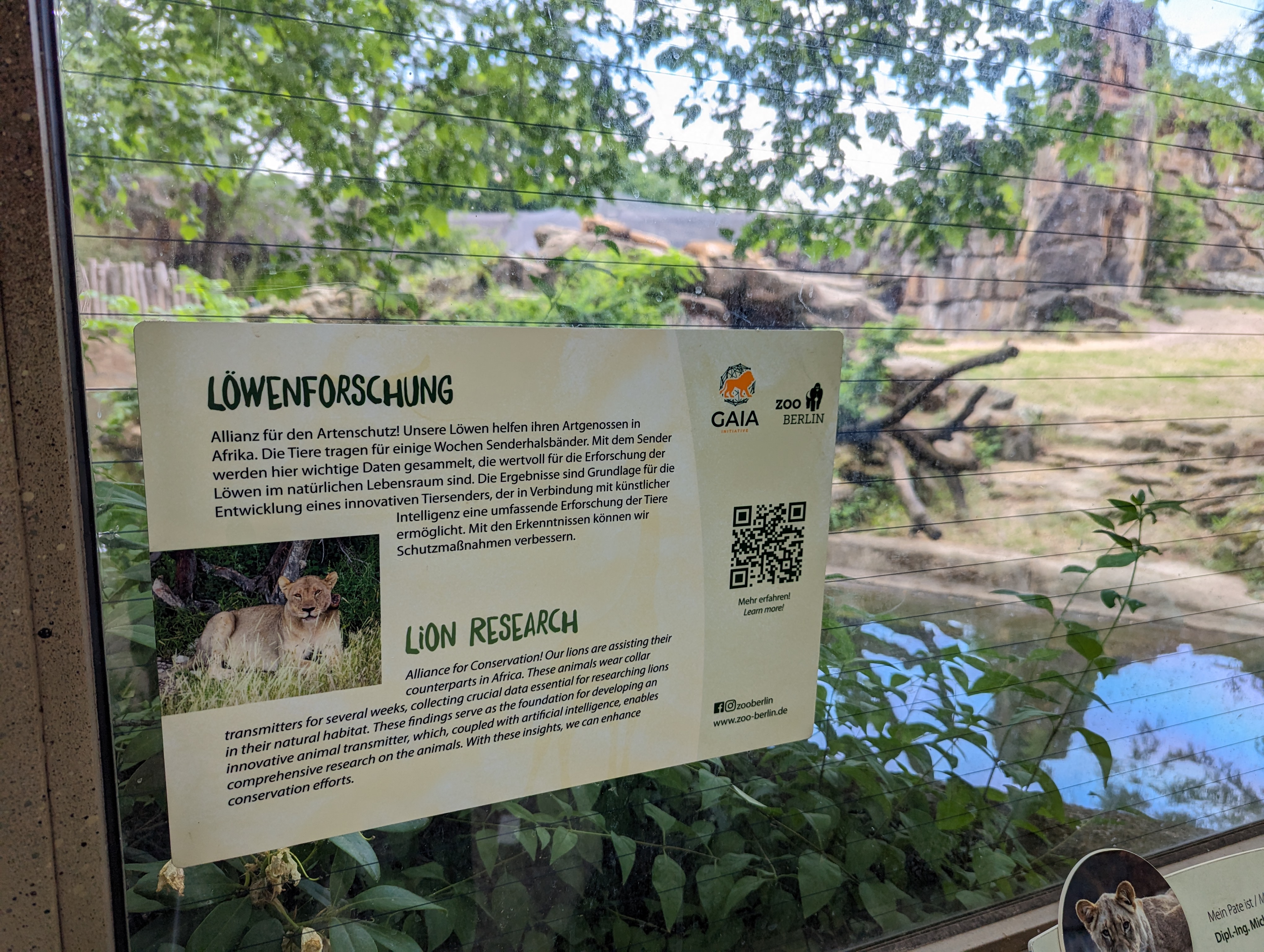 Display at the lion enclosure at the Zoo Berlin, educating about the GAIA research, AI development and the conservation challenges for lions