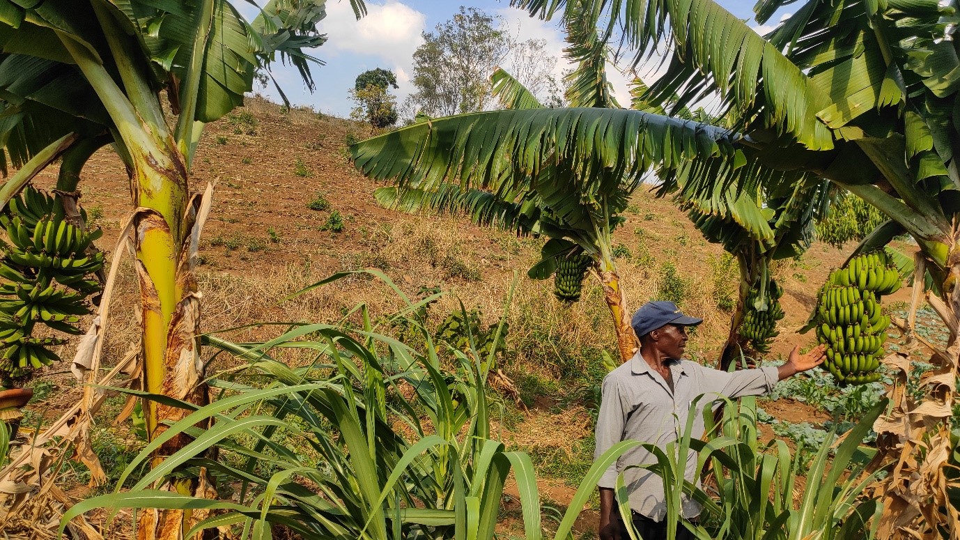 Lead  farmer, Owen Gomani in his banana orchard as part of livelihood boost