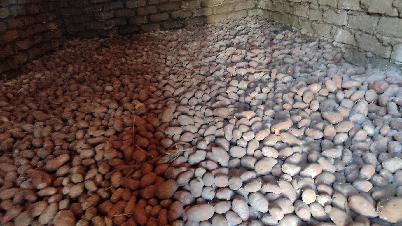 Potato in storage waiting for price hikes, The potato was grown at the rehabilitated Chiyata Irrigation to enable multiple cropping in a season