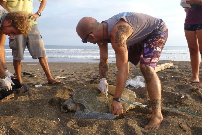 Image of Turtle nesting on the beach