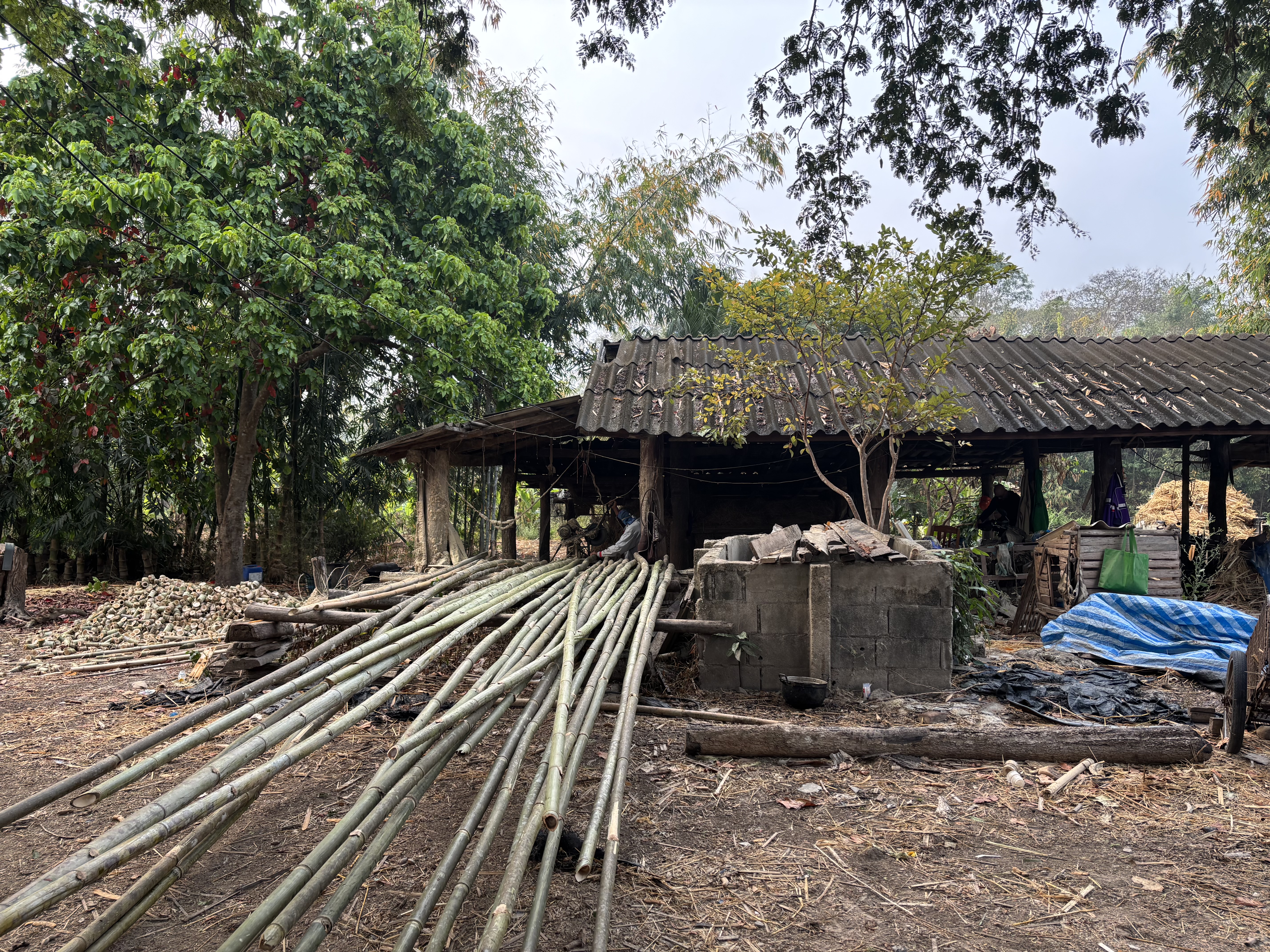bamboo cutting and preparing for process
