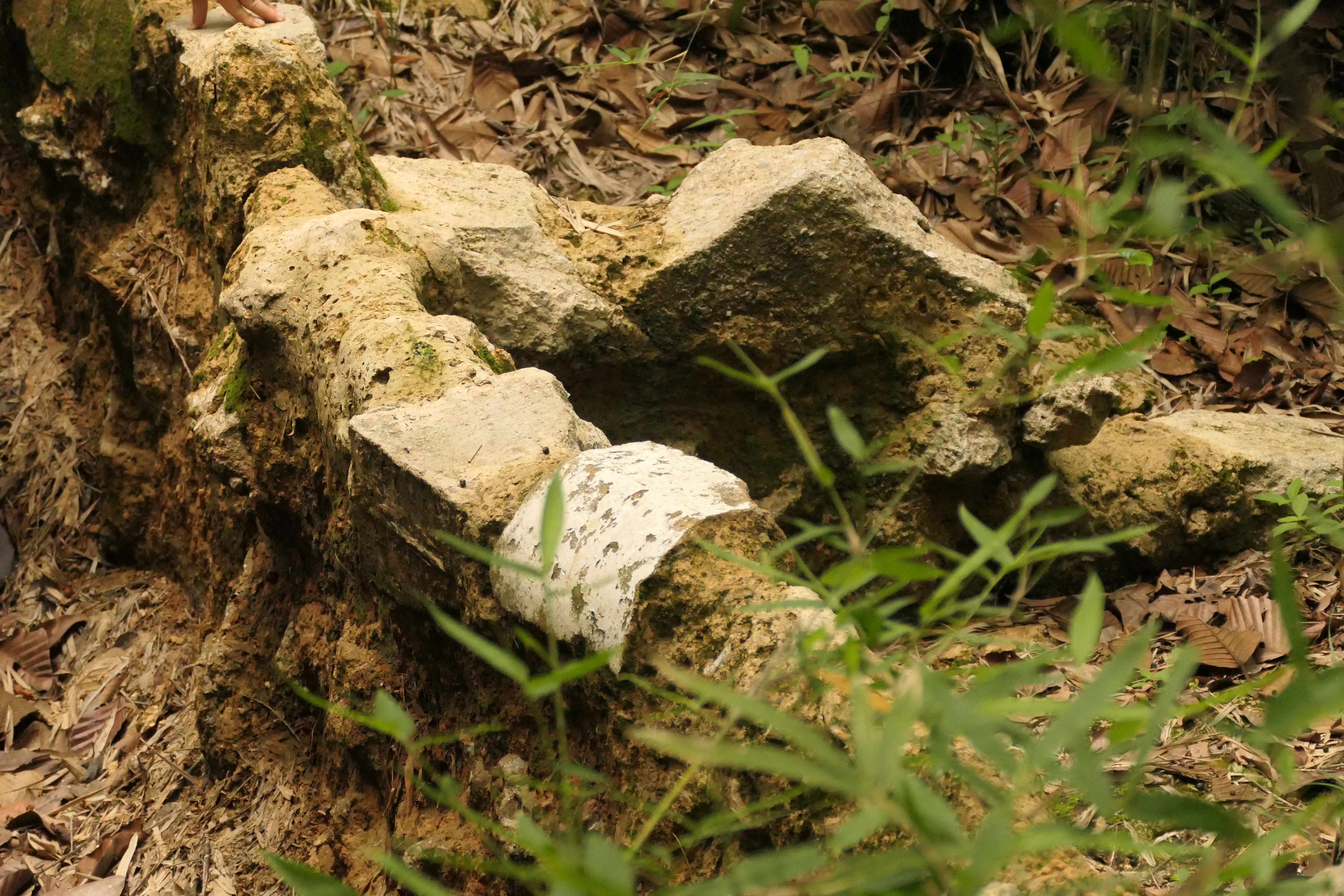 Small check dams in the forest create fire breaks 