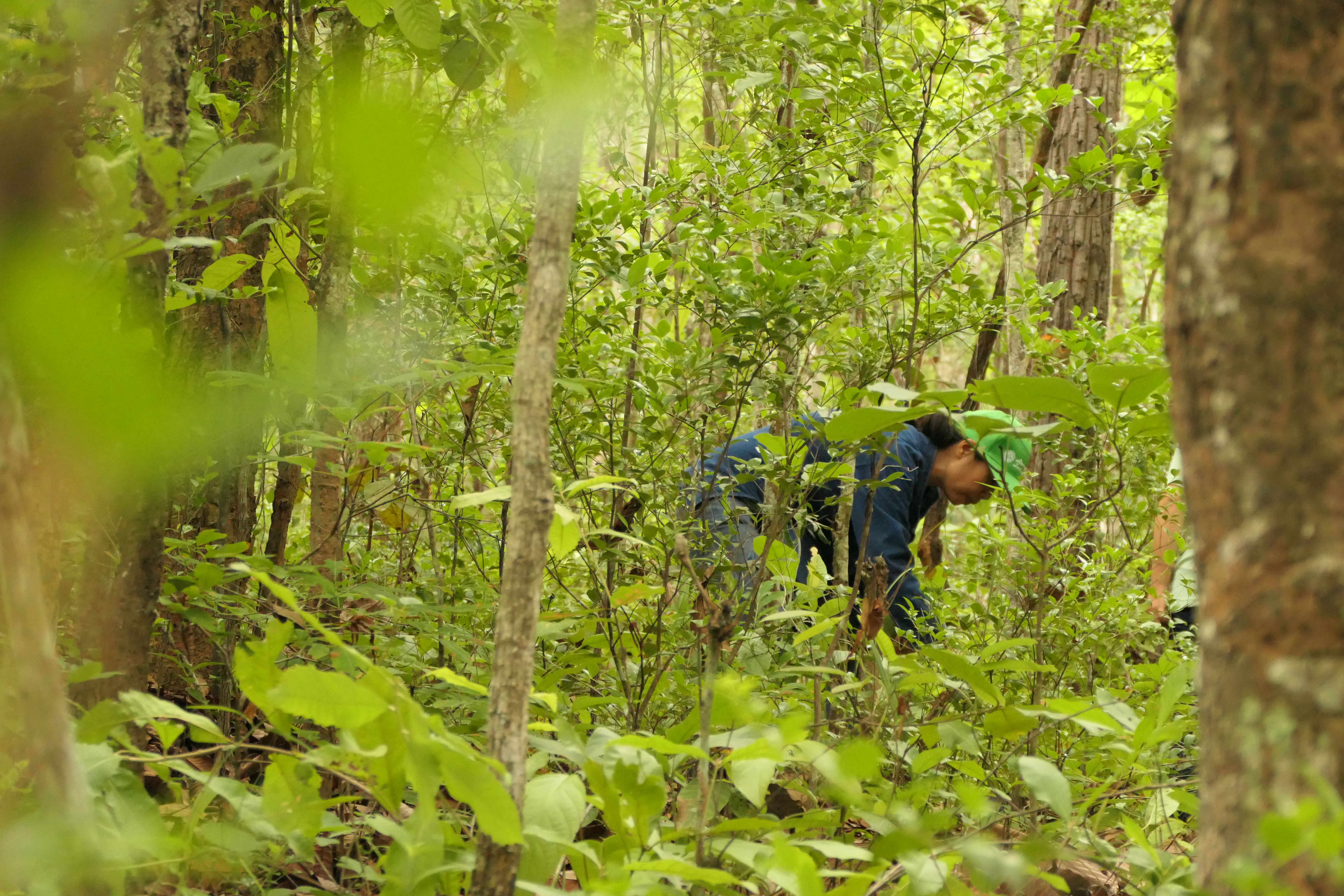 Locals forage for wild mushrooms in their community forest
