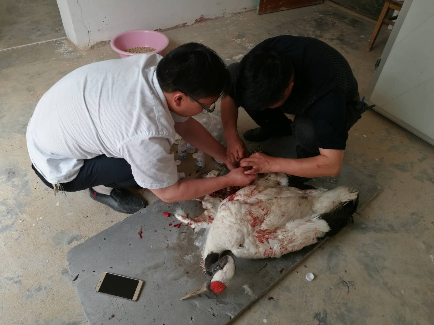 Rescue of Red-crowned Cranes
