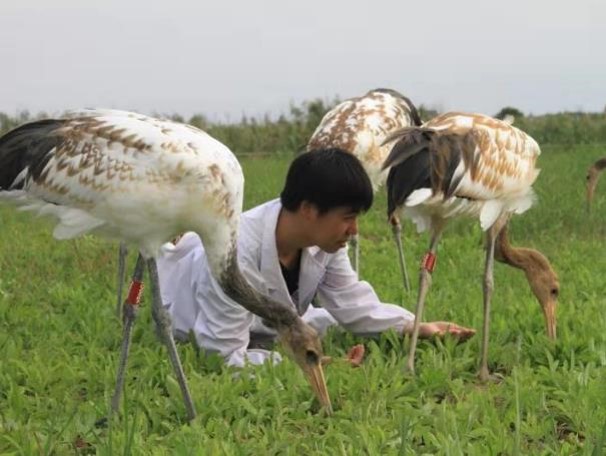 Artificial breeding population of red-crowned cranes