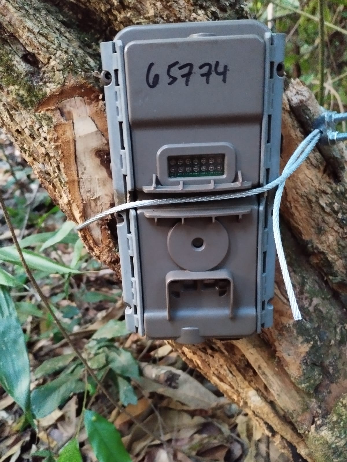 Camera trap installed in the Cerrado for monitoring jaguar populations and wildlife activity.