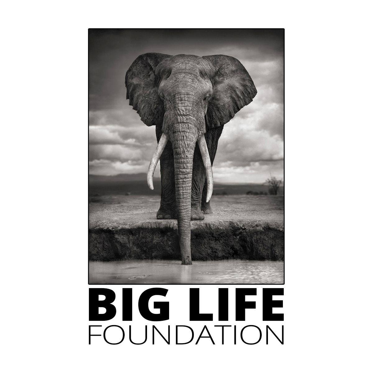 BigLife Foundation Logo