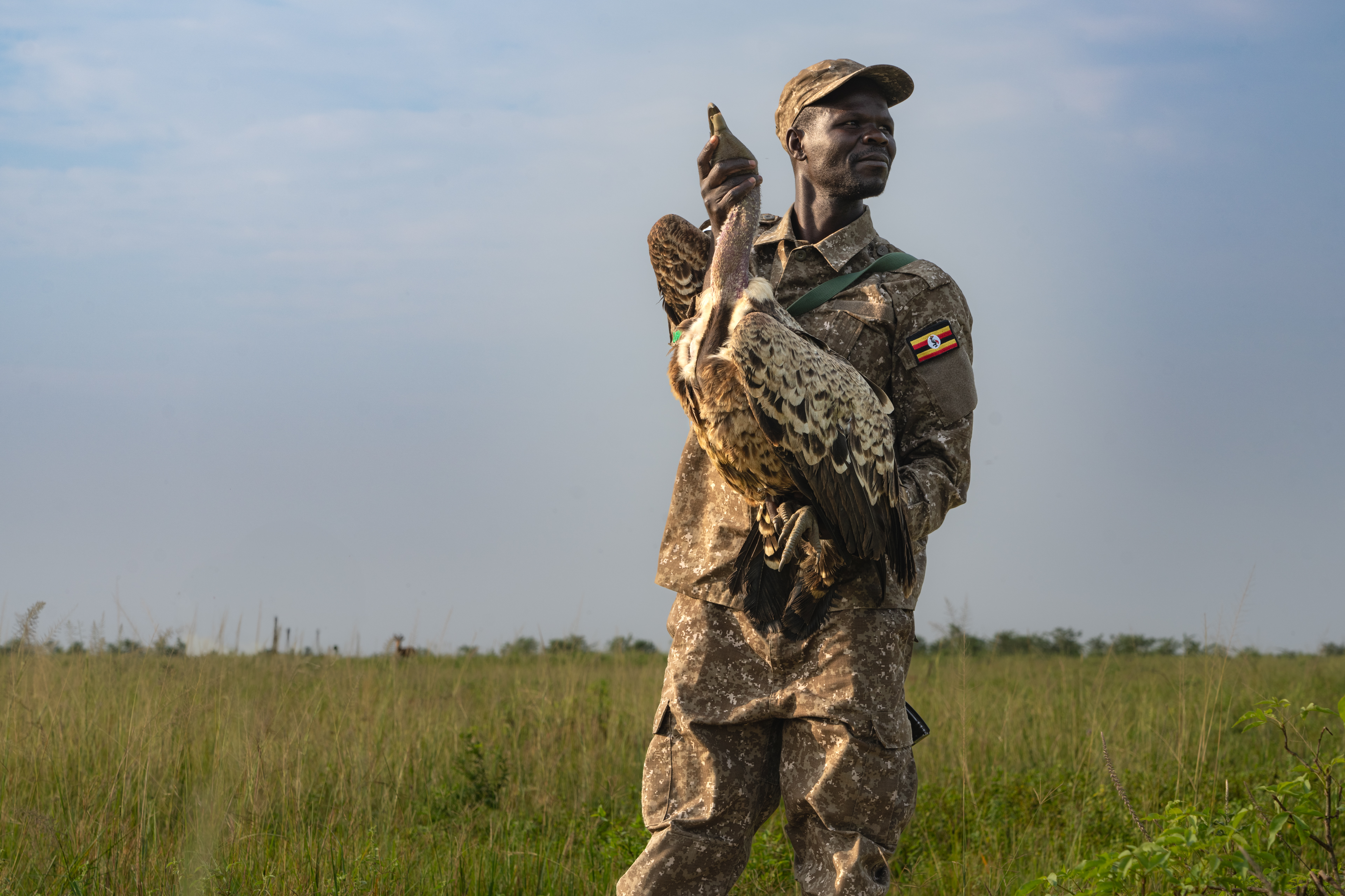 Capacity building in vulture capturing and tagging with park staff in Uganda