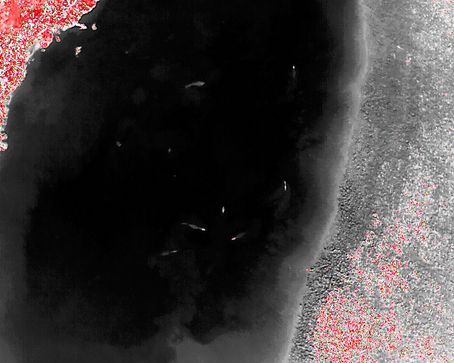 Crocodiles and hippopotamuses on drone thermal images in hunting areas of interest in Faro (Cameroon)