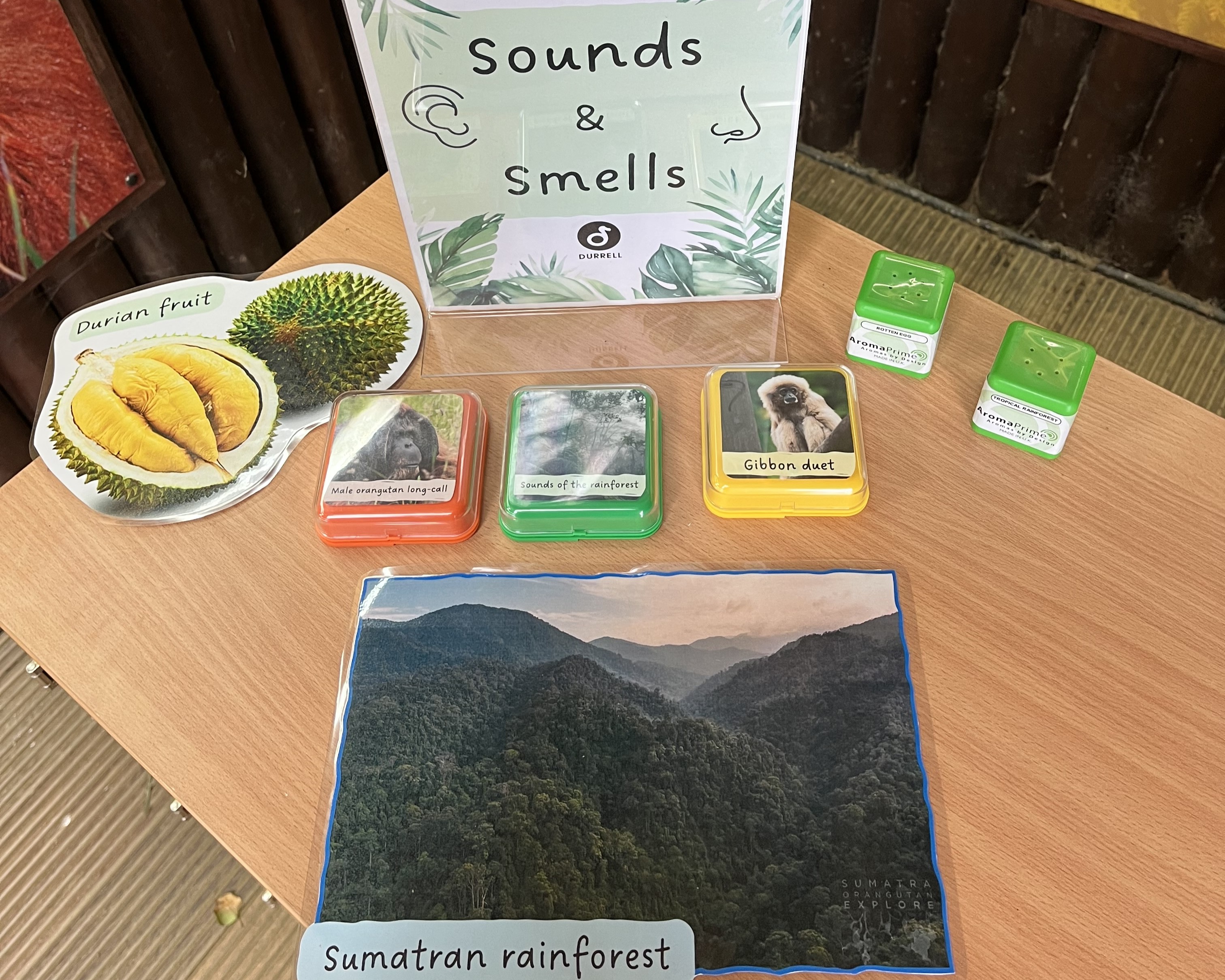 A close-up of the Sounds and Smells activity section of the Investigation Station. There are three sound buttons with recordings of an orangutan's long call, a gibbon's duet and sounds of the rainforest. There are also two smell cubes and photos to match the smells, durian fruit and tropical rainforest. 