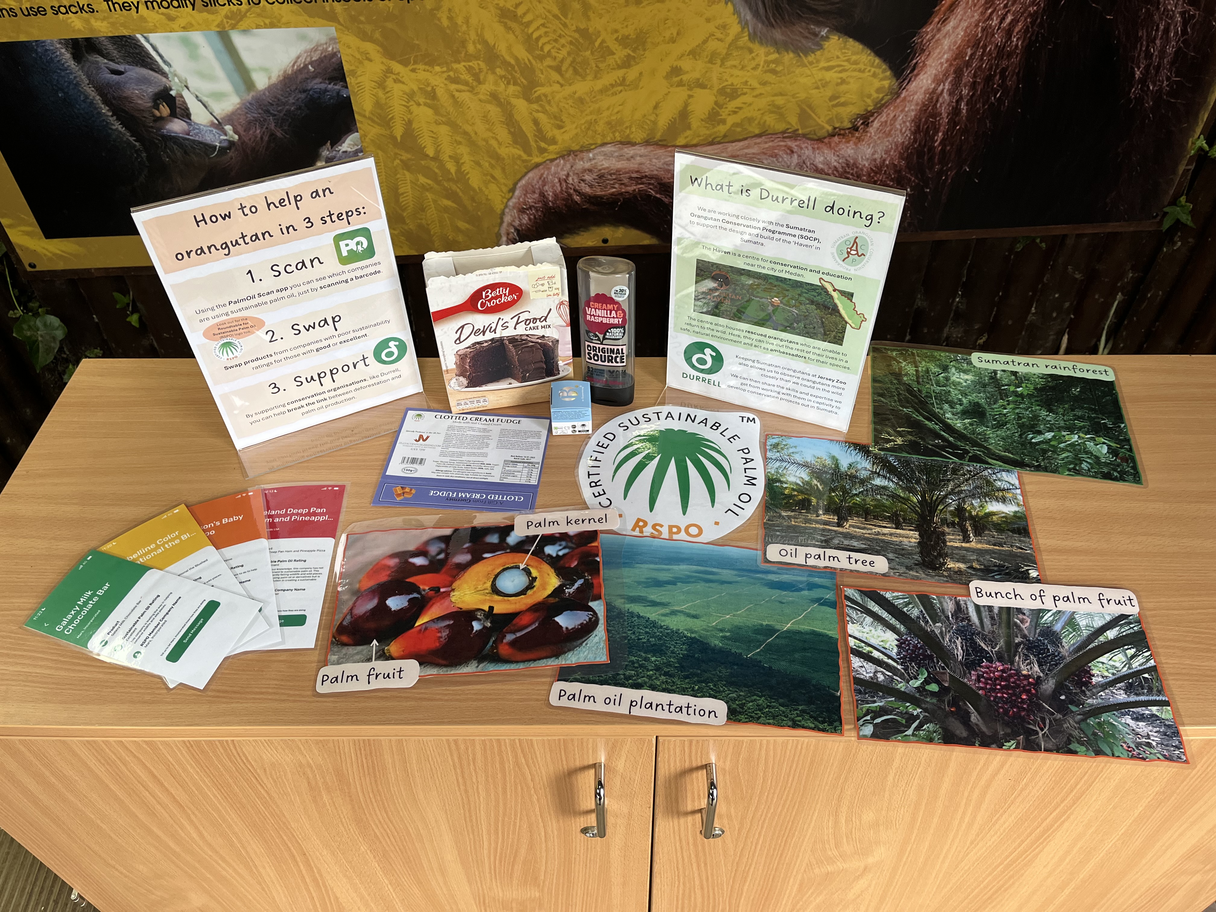 A close up of conservation actions at the Investigation Station. A wooden cupboard with laminated photos of palm oil plantations, screenshots of the Palm Oil Scan app in action and empty packaging for barcode scanning with the app. 