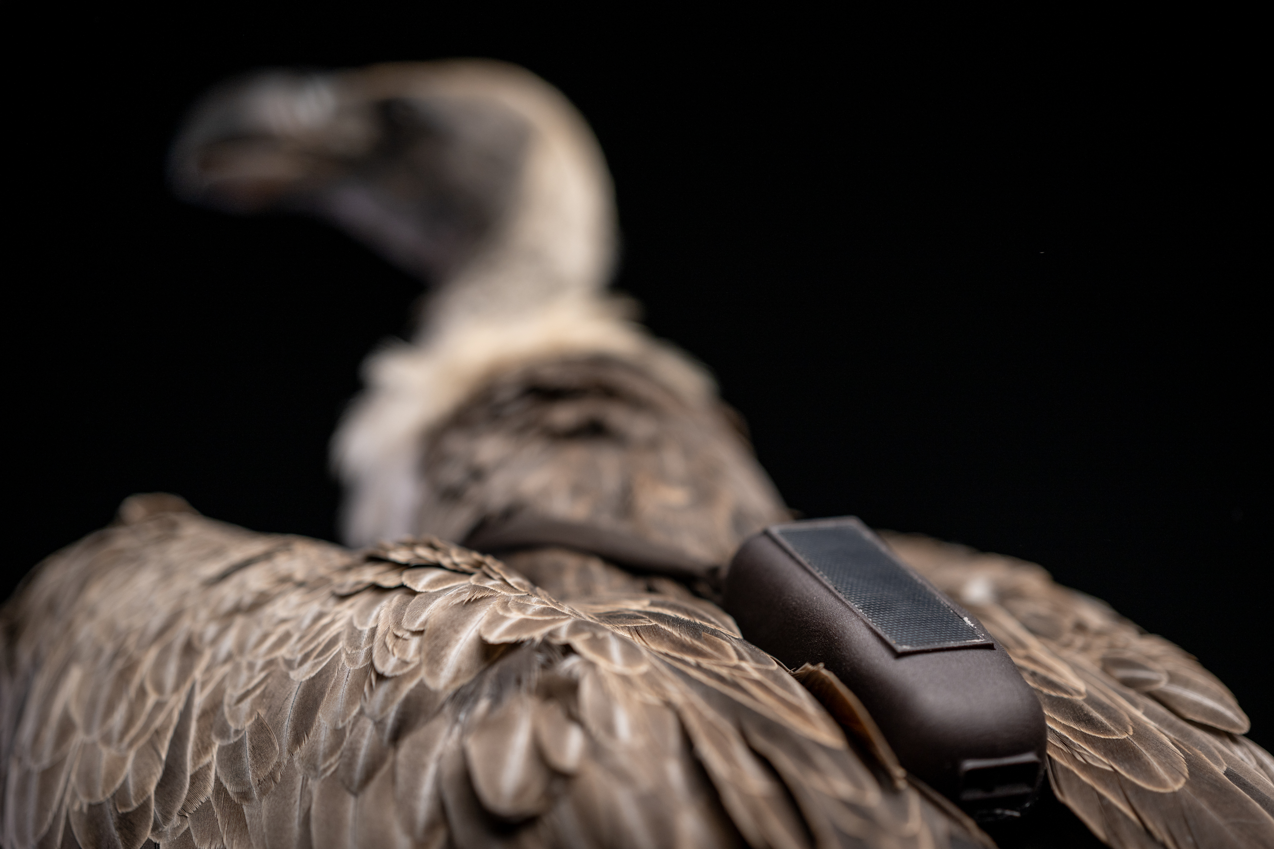 The GAIA vulture tag prototype system on the back of a white-backed vulture