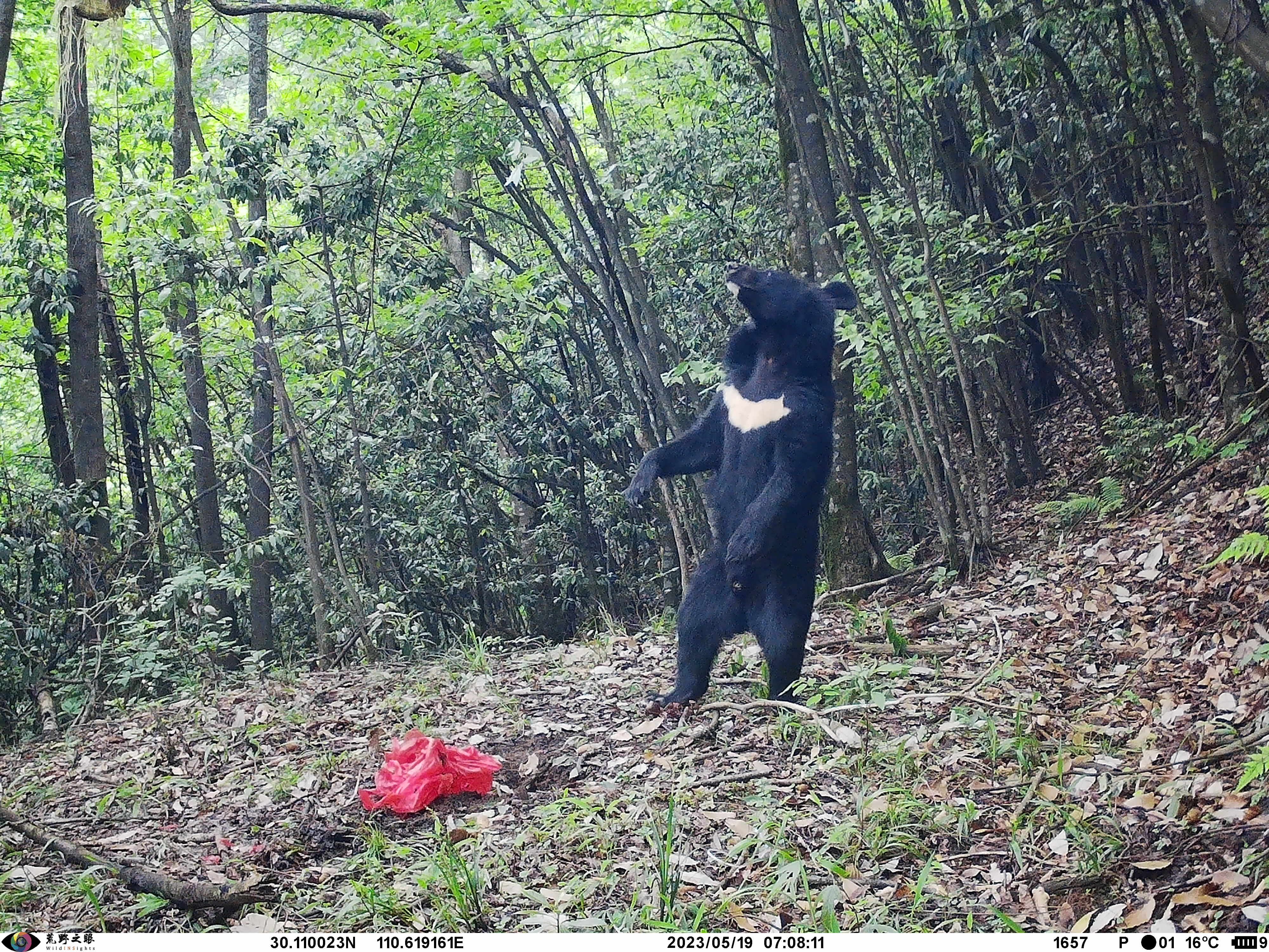 Infrared camera traps obtained photographs of a black bear in upright posture.