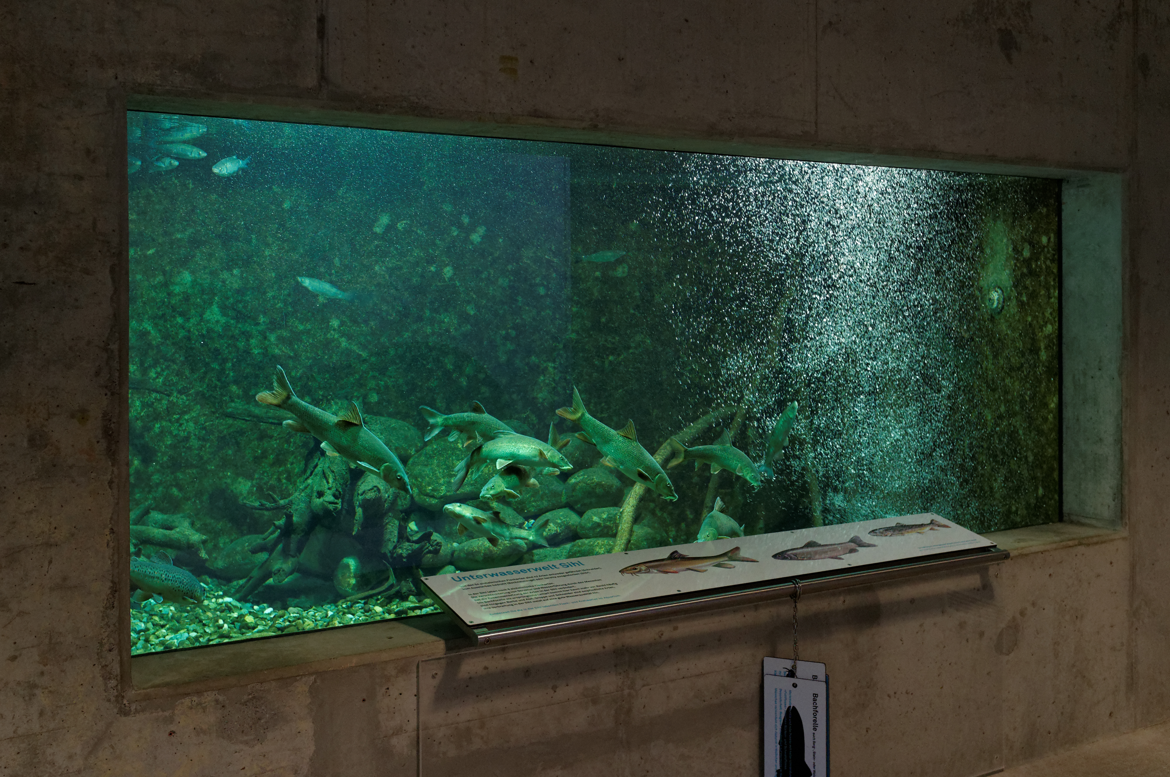 Aquarium with crayfish as part of the exhibition on the topic of water as a habitat