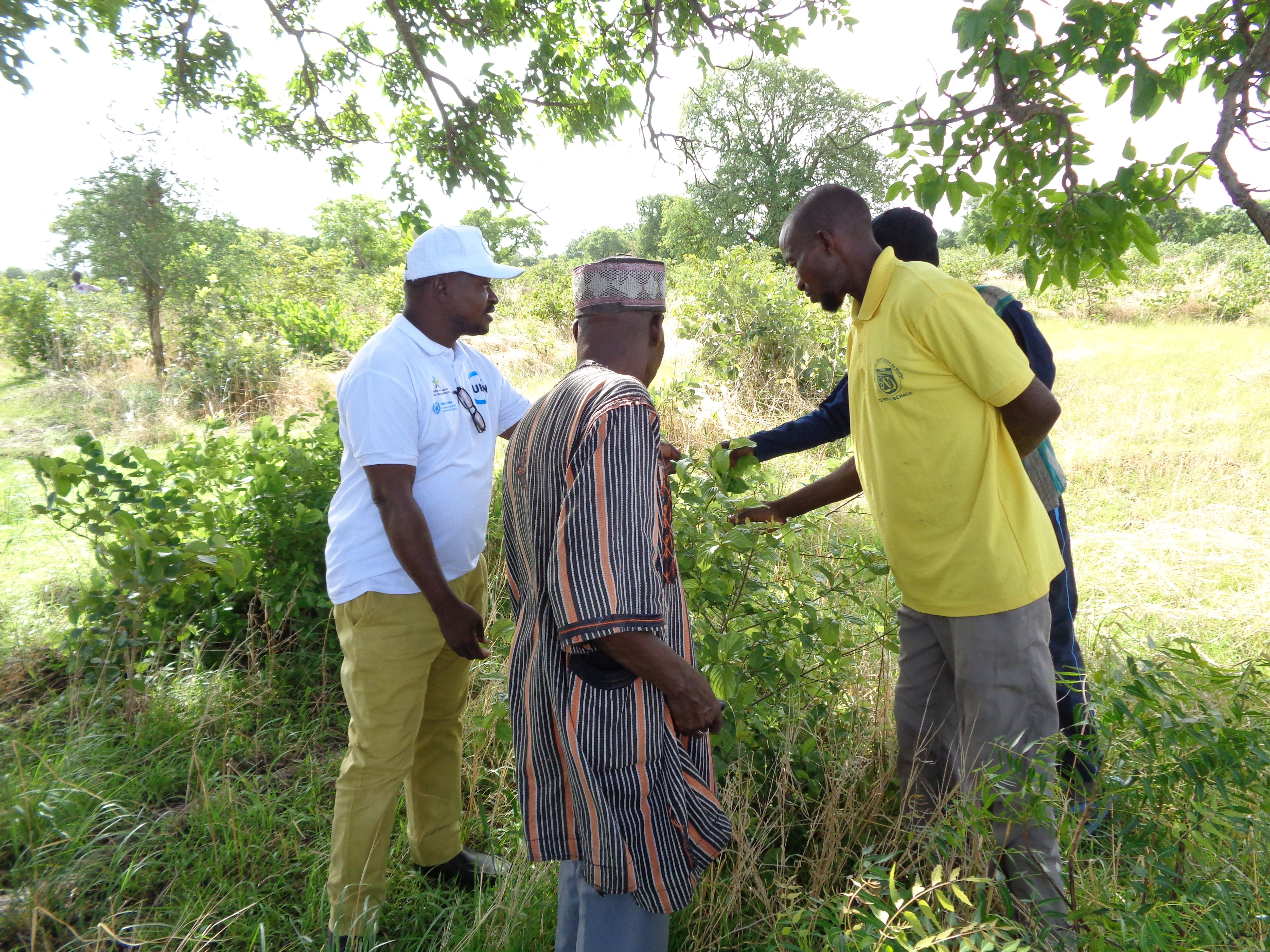 A team visiting a medicinal plant grove supported by the LOGMe project